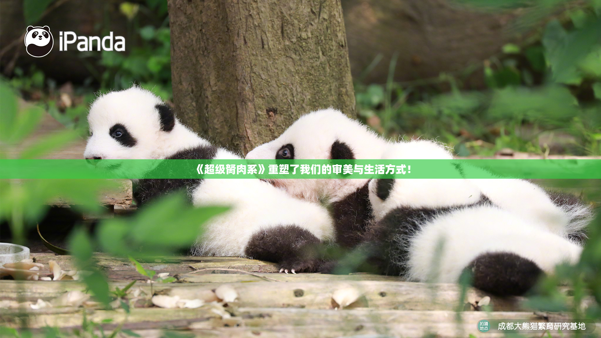 《超级胬肉系》重塑了我们的审美与生活方式！