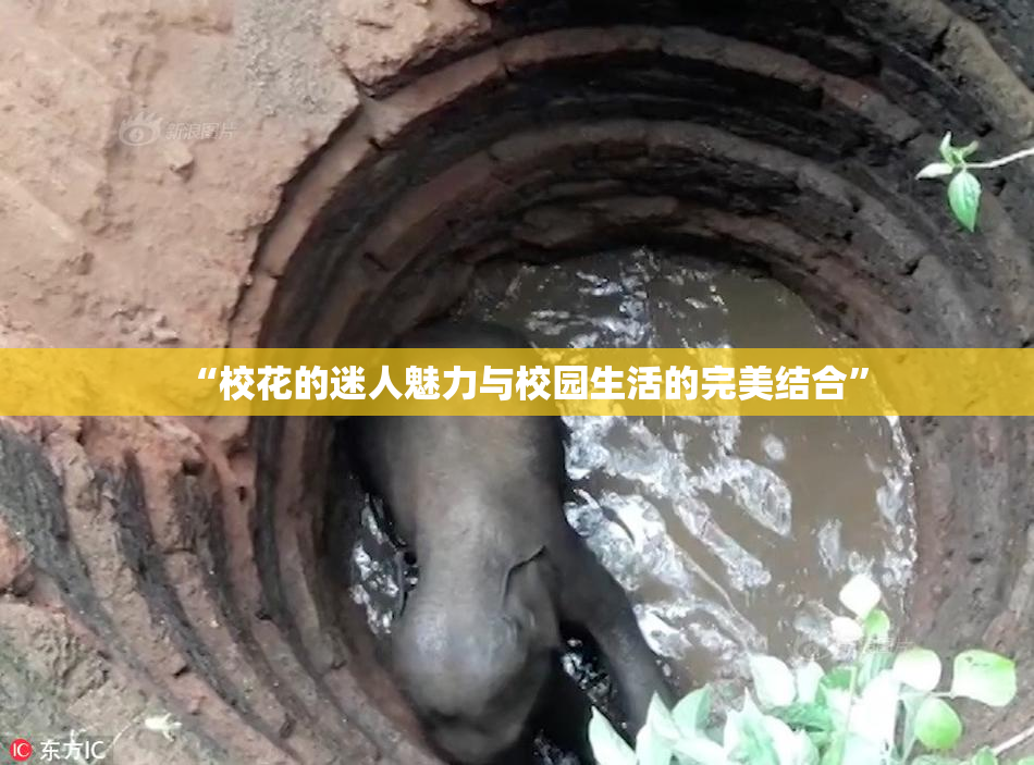 “校花的迷人魅力与校园生活的完美结合”