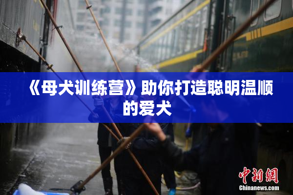 《母犬训练营》助你打造聪明温顺的爱犬