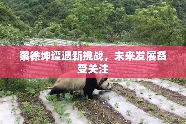 蔡徐坤遭遇新挑战，未来发展备受关注