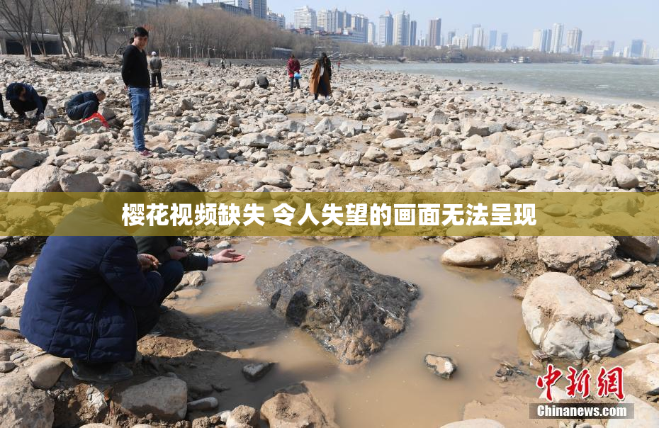 樱花视频缺失 令人失望的画面无法呈现
