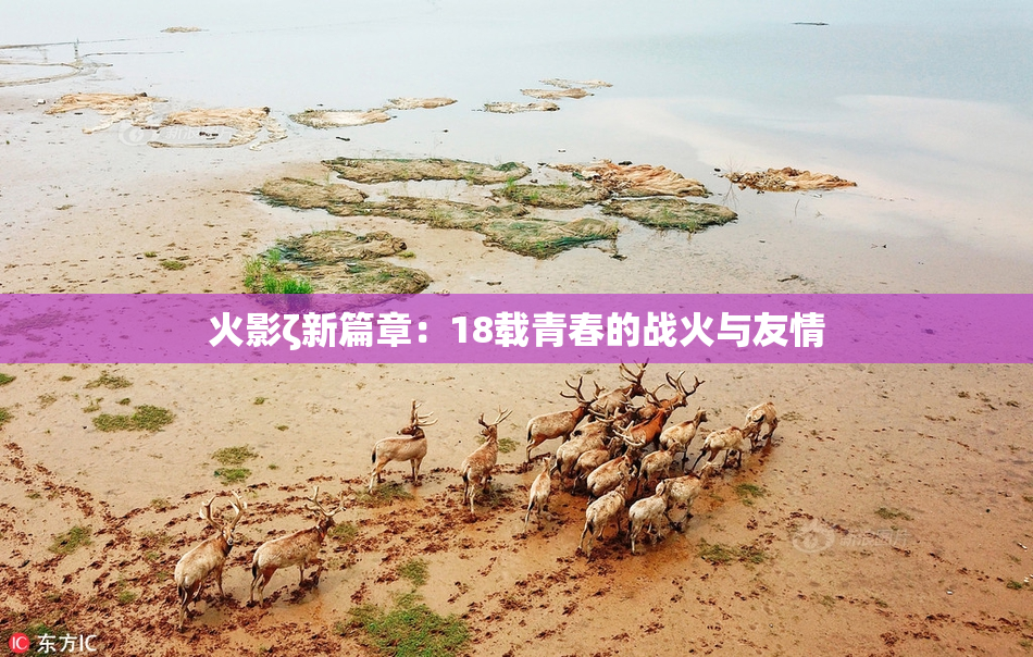 火影ζ新篇章：18载青春的战火与友情