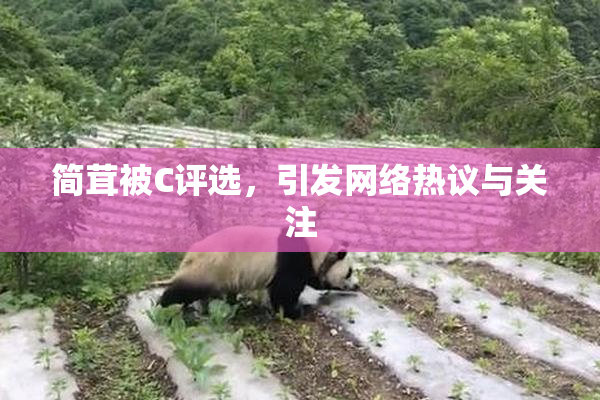 简茸被C评选，引发网络热议与关注