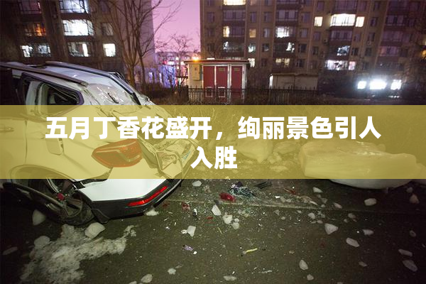 五月丁香花盛开，绚丽景色引人入胜