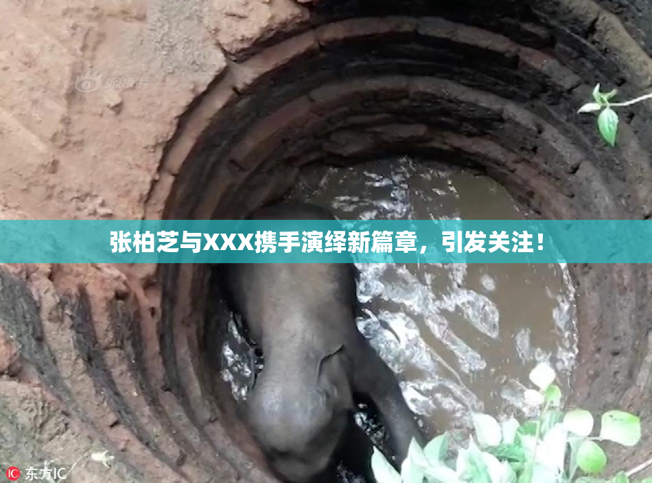 张柏芝与XXX携手演绎新篇章，引发关注！
