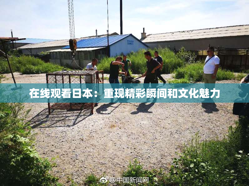 在线观看日本：重现精彩瞬间和文化魅力