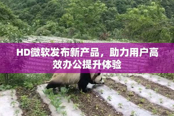HD微软发布新产品，助力用户高效办公提升体验