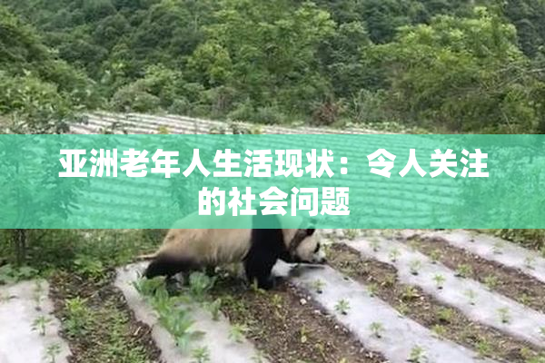 亚洲老年人生活现状：令人关注的社会问题