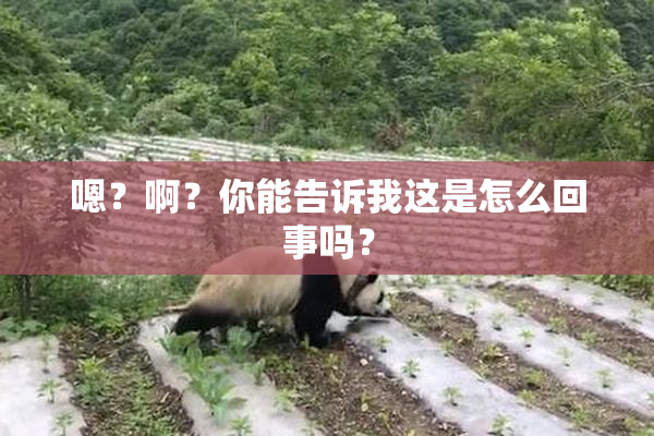 嗯？啊？你能告诉我这是怎么回事吗？