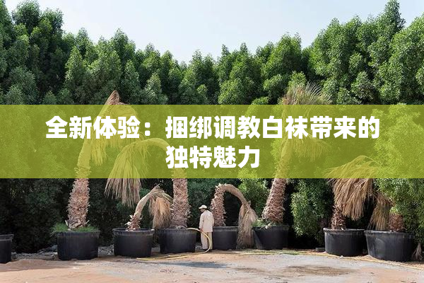 全新体验：捆绑调教白袜带来的独特魅力