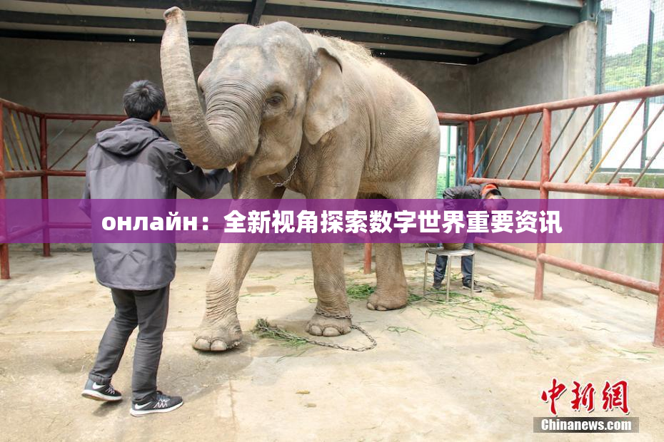 онлайн：全新视角探索数字世界重要资讯