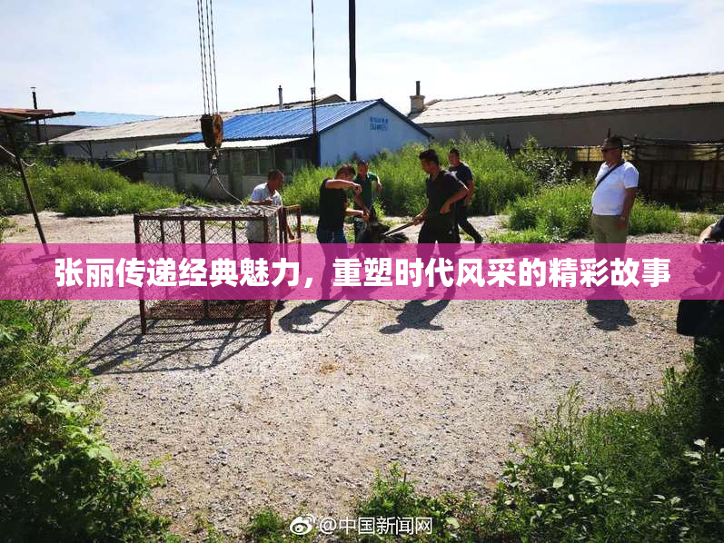 张丽传递经典魅力，重塑时代风采的精彩故事