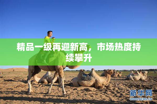 精品一级再迎新高，市场热度持续攀升