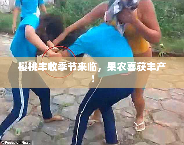 樱桃丰收季节来临，果农喜获丰产！
