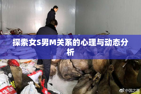 探索女S男M关系的心理与动态分析