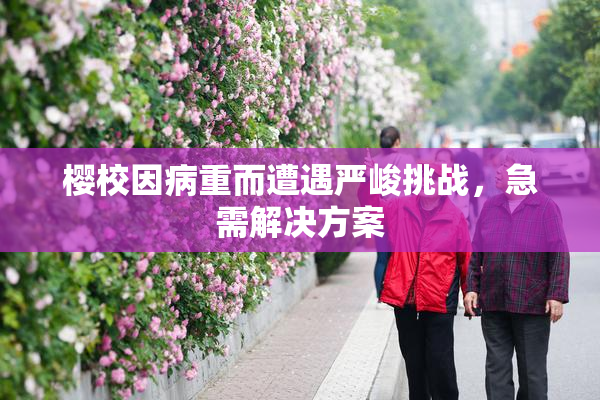 樱校因病重而遭遇严峻挑战，急需解决方案