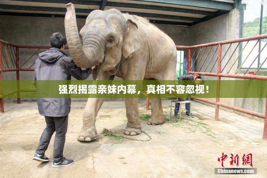 强烈揭露亲妹内幕，真相不容忽视！