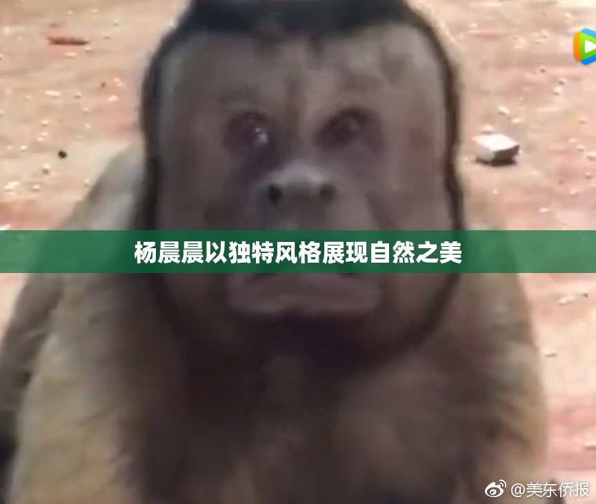 杨晨晨以独特风格展现自然之美