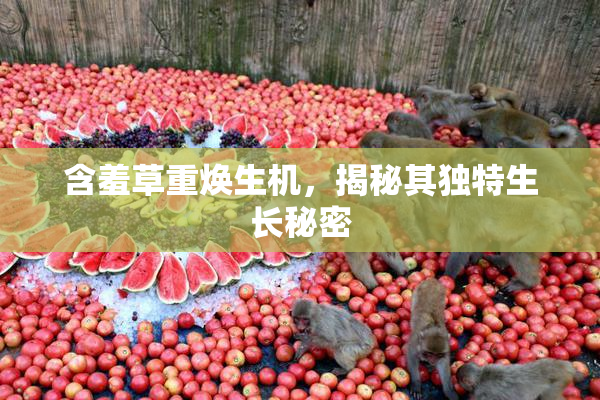 含羞草重焕生机，揭秘其独特生长秘密