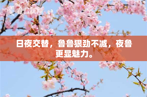 日夜交替，鲁鲁狠劲不减，夜鲁更显魅力。