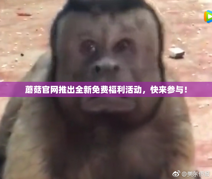 蘑菇官网推出全新免费福利活动，快来参与！