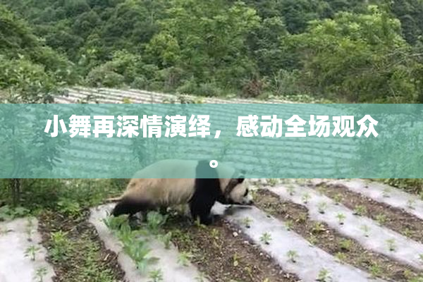 小舞再深情演绎，感动全场观众。