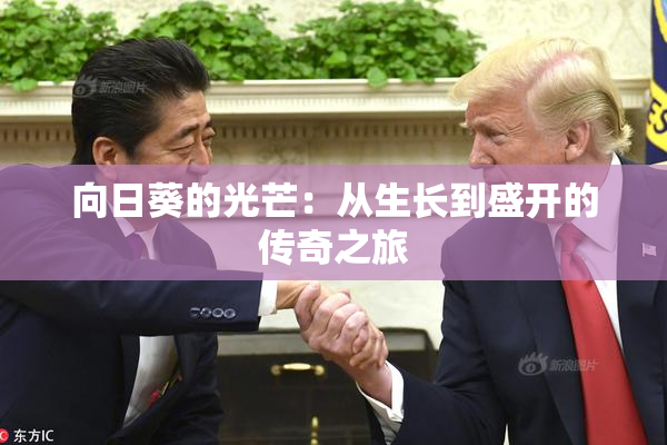 向日葵的光芒：从生长到盛开的传奇之旅