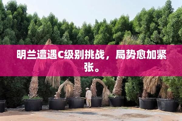明兰遭遇C级别挑战，局势愈加紧张。