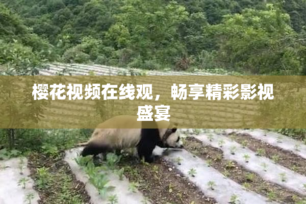 樱花视频在线观，畅享精彩影视盛宴