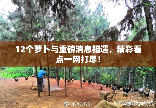 12个萝卜与重磅消息相遇，精彩看点一网打尽！