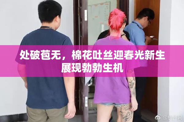 处破苞无，棉花吐丝迎春光新生展现勃勃生机