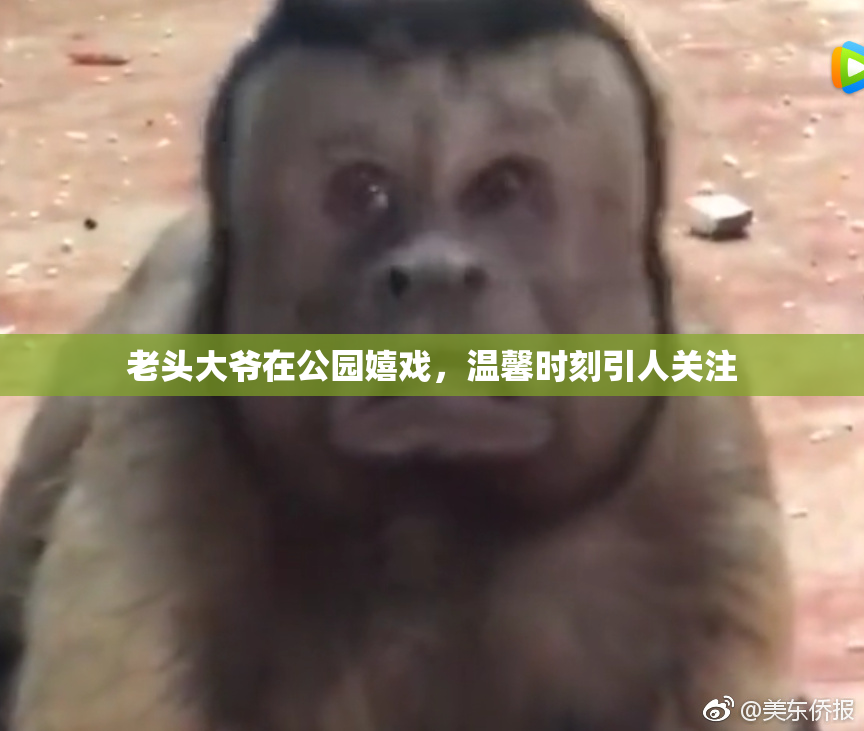 老头大爷在公园嬉戏，温馨时刻引人关注