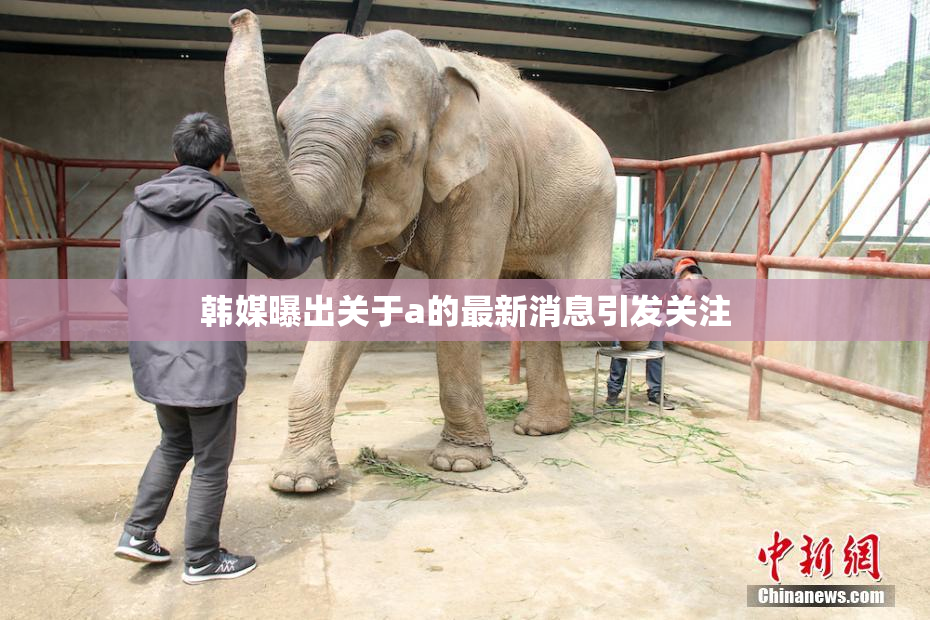 韩媒曝出关于a的最新消息引发关注
