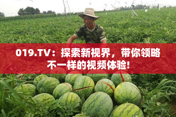 019.TV：探索新视界，带你领略不一样的视频体验!