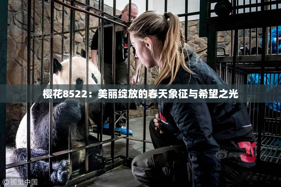 樱花8522：美丽绽放的春天象征与希望之光