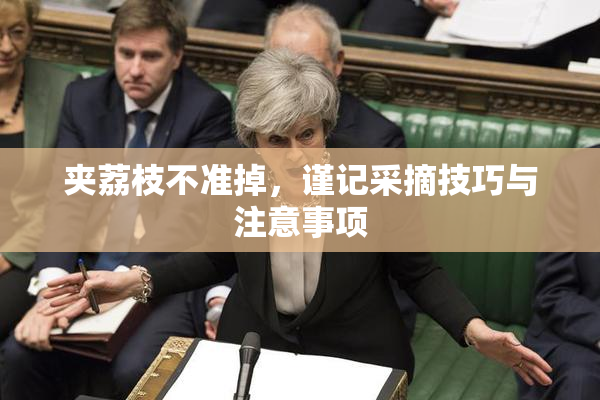 夹荔枝不准掉，谨记采摘技巧与注意事项