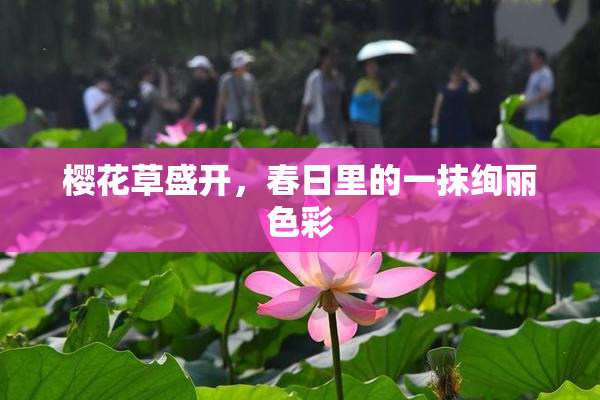 樱花草盛开，春日里的一抹绚丽色彩