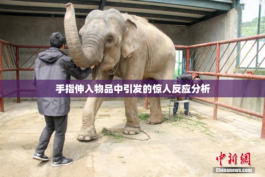 手指伸入物品中引发的惊人反应分析