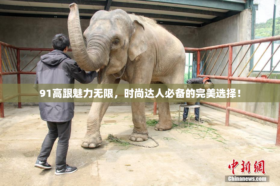 91高跟魅力无限，时尚达人必备的完美选择！