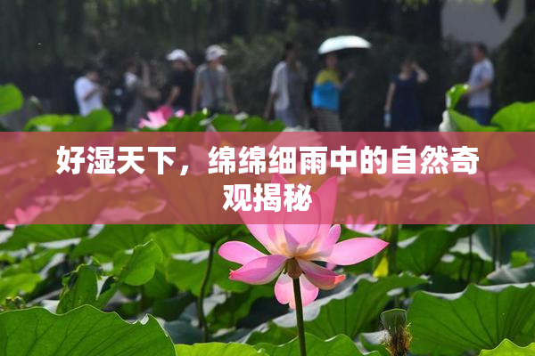 好湿天下，绵绵细雨中的自然奇观揭秘