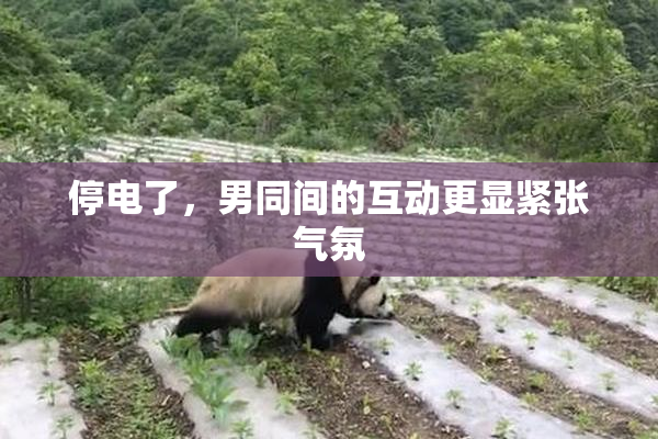停电了，男同间的互动更显紧张气氛