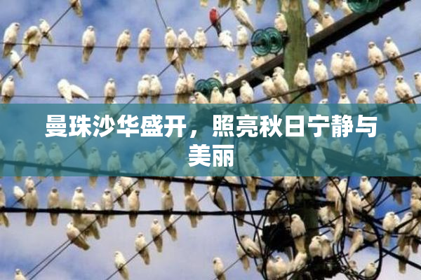 曼珠沙华盛开，照亮秋日宁静与美丽
