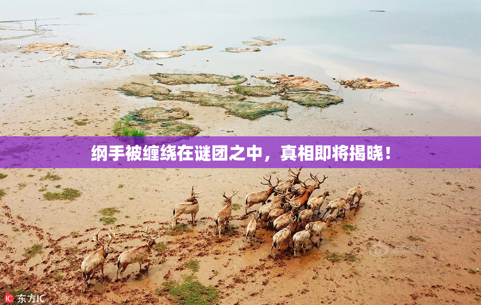 纲手被缠绕在谜团之中，真相即将揭晓！