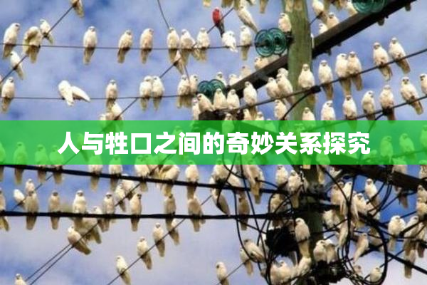 人与牲口之间的奇妙关系探究
