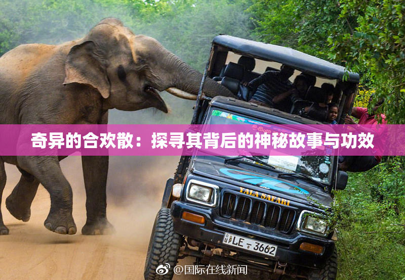 奇异的合欢散：探寻其背后的神秘故事与功效