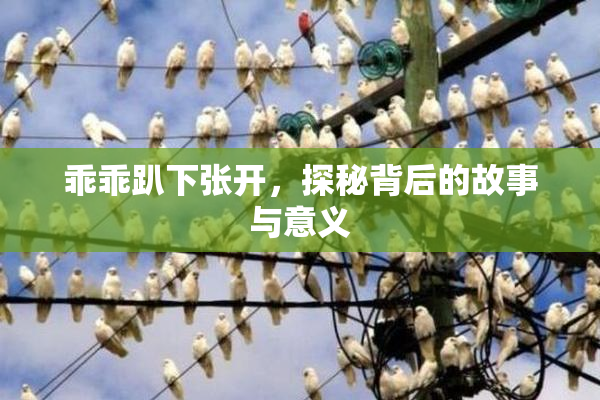 乖乖趴下张开，探秘背后的故事与意义