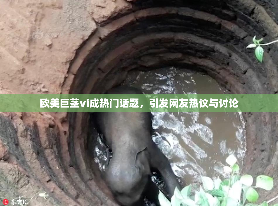 欧美巨茎vi成热门话题，引发网友热议与讨论