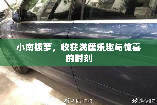 小南拔萝，收获满筐乐趣与惊喜的时刻