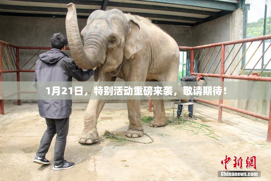 1月21日，特别活动重磅来袭，敬请期待！