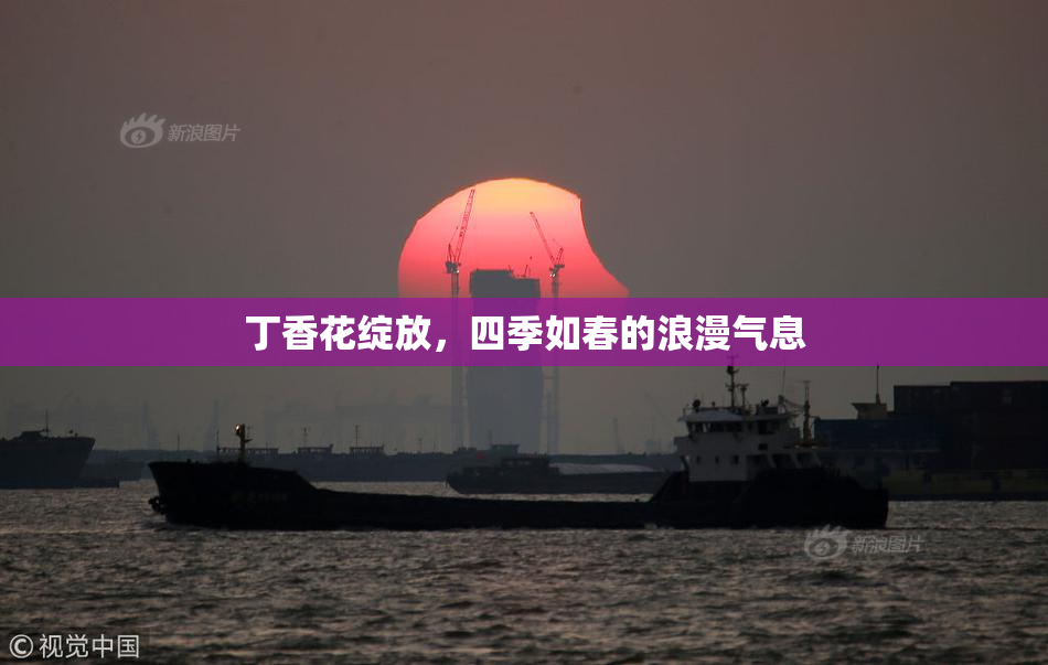 丁香花绽放，四季如春的浪漫气息